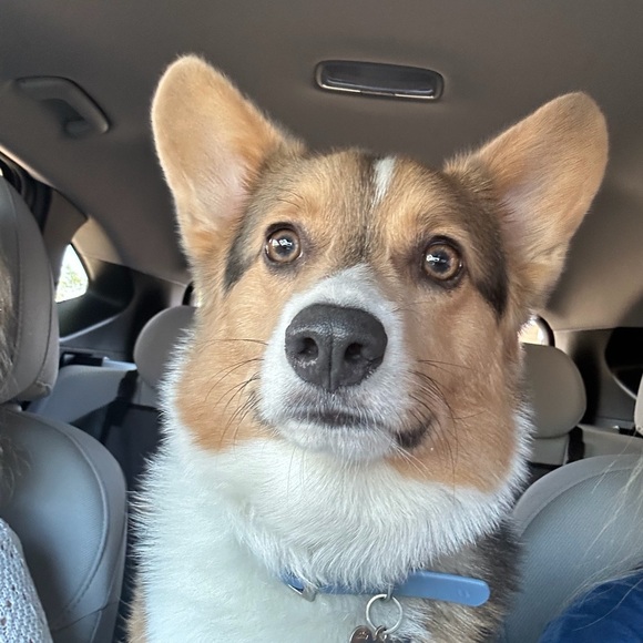 Meet your Posher, Amanda - Picture 2 of 7